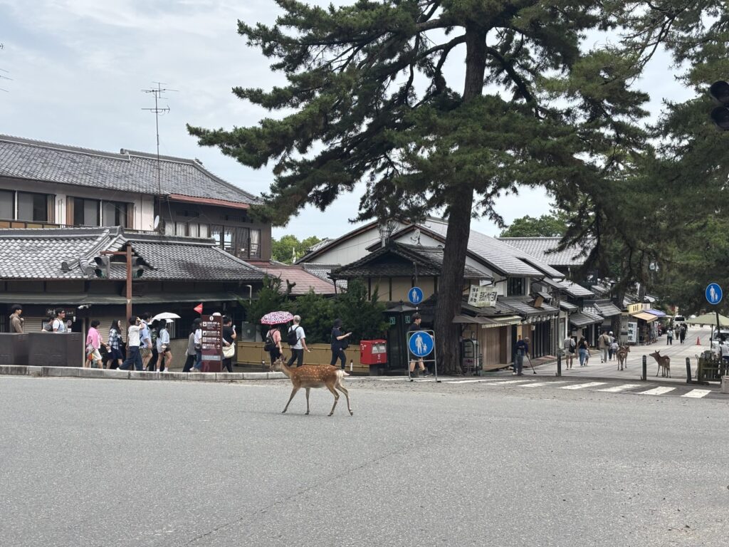 東大寺参道前交差点の中を歩き回る鹿