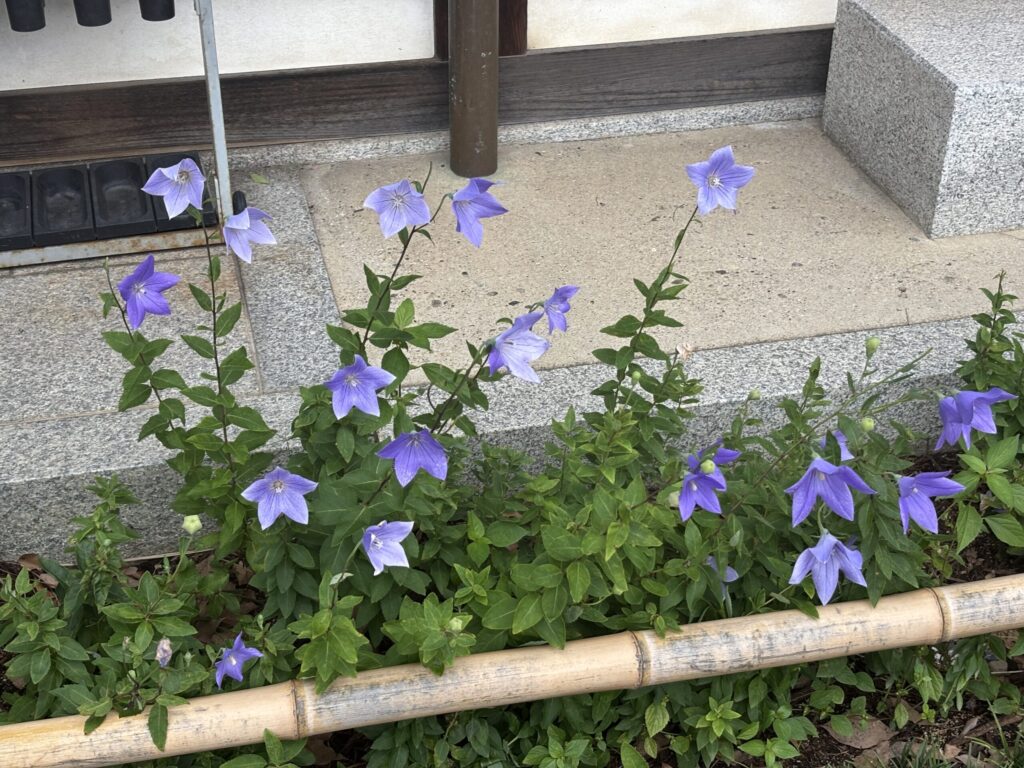 阿倍晴明神社で咲き誇る 「桔梗」