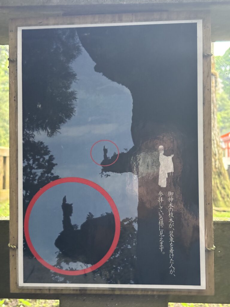 御神木を説明した写真　装束を着けた人が参拝しているように見えます。