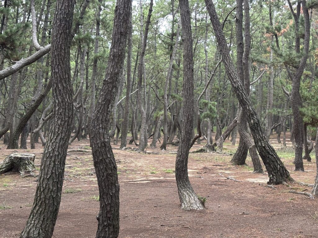 虹の松原のたくさんの松の写真