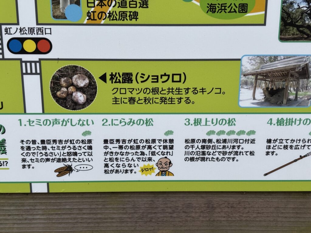 看板の松露（ショウロ）というキノコの写真