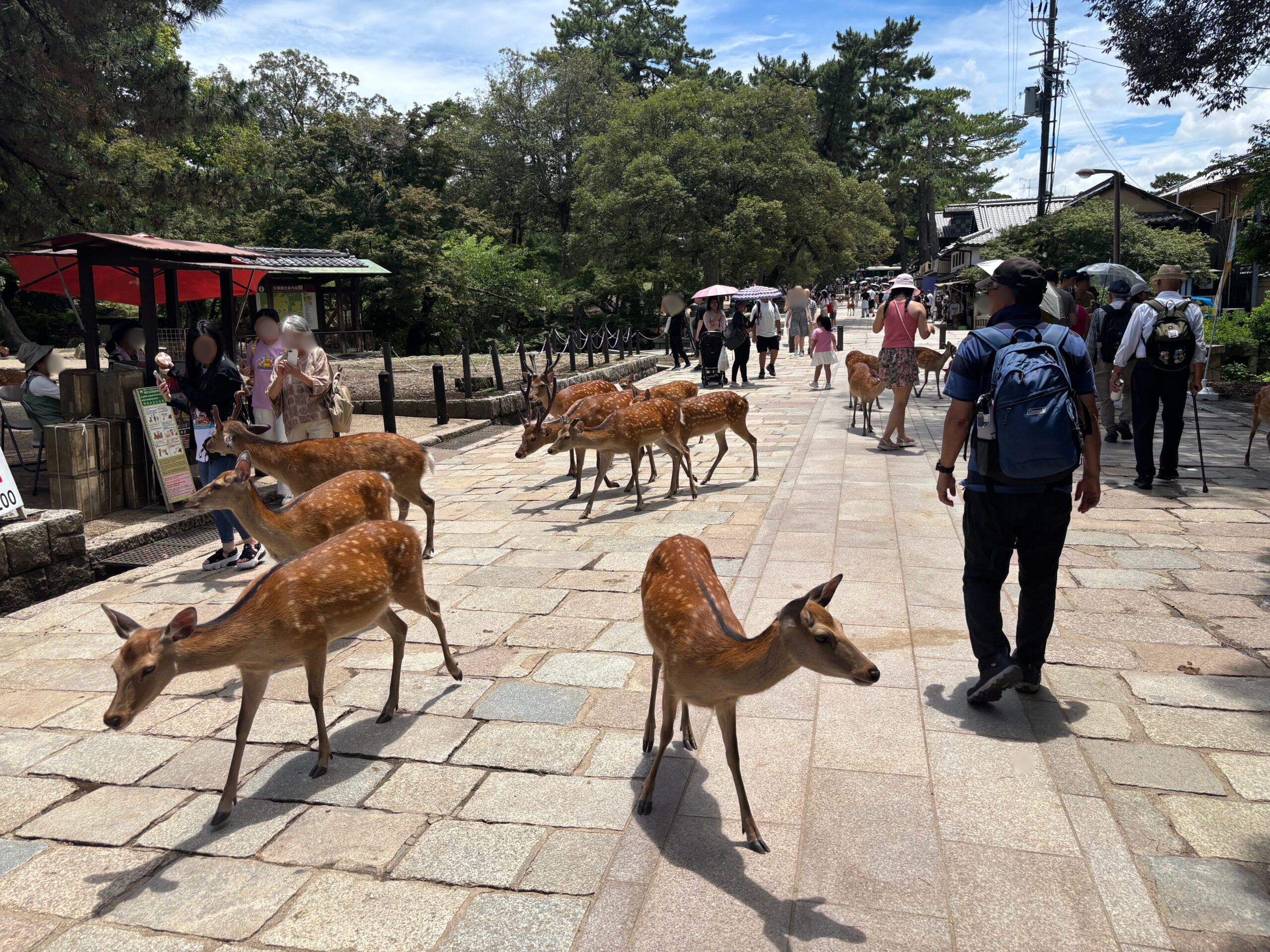 鹿公園で歩道を歩く10頭ほどの鹿の群れ。両脇には観光客の姿がある写真。