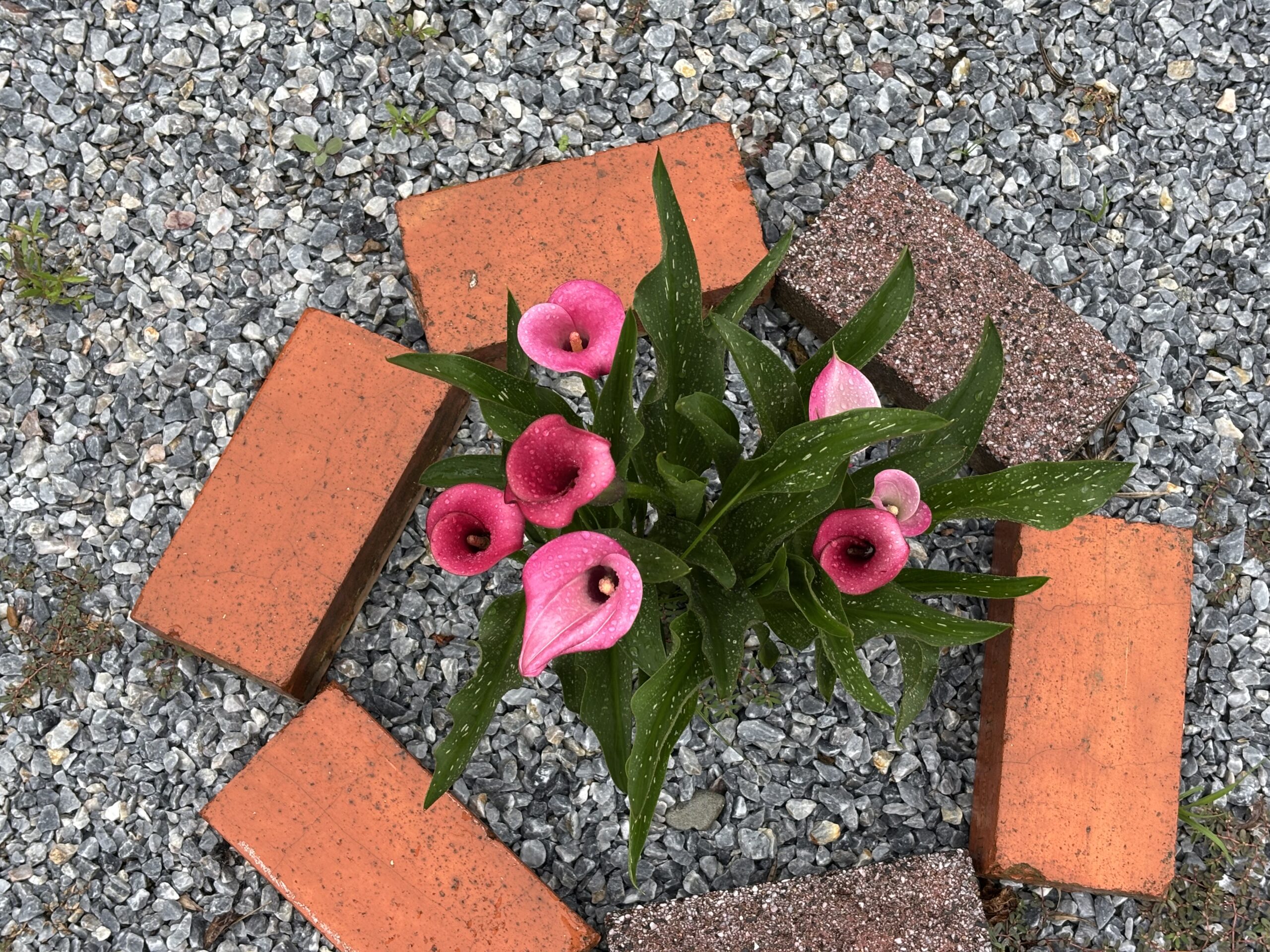 ピンクのオランダカイウが咲き誇っている写真