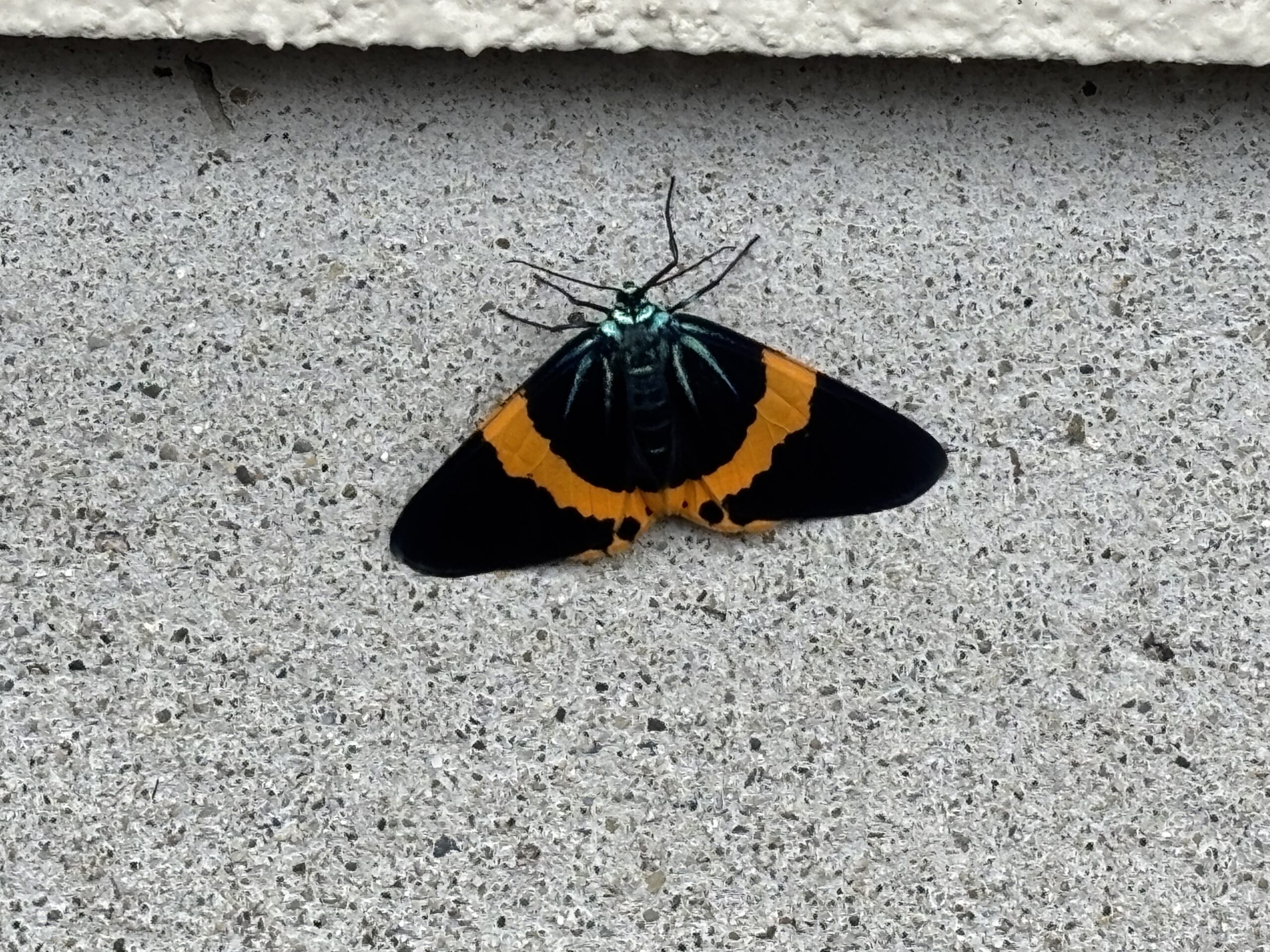 キオビエダシャクの成虫の画像