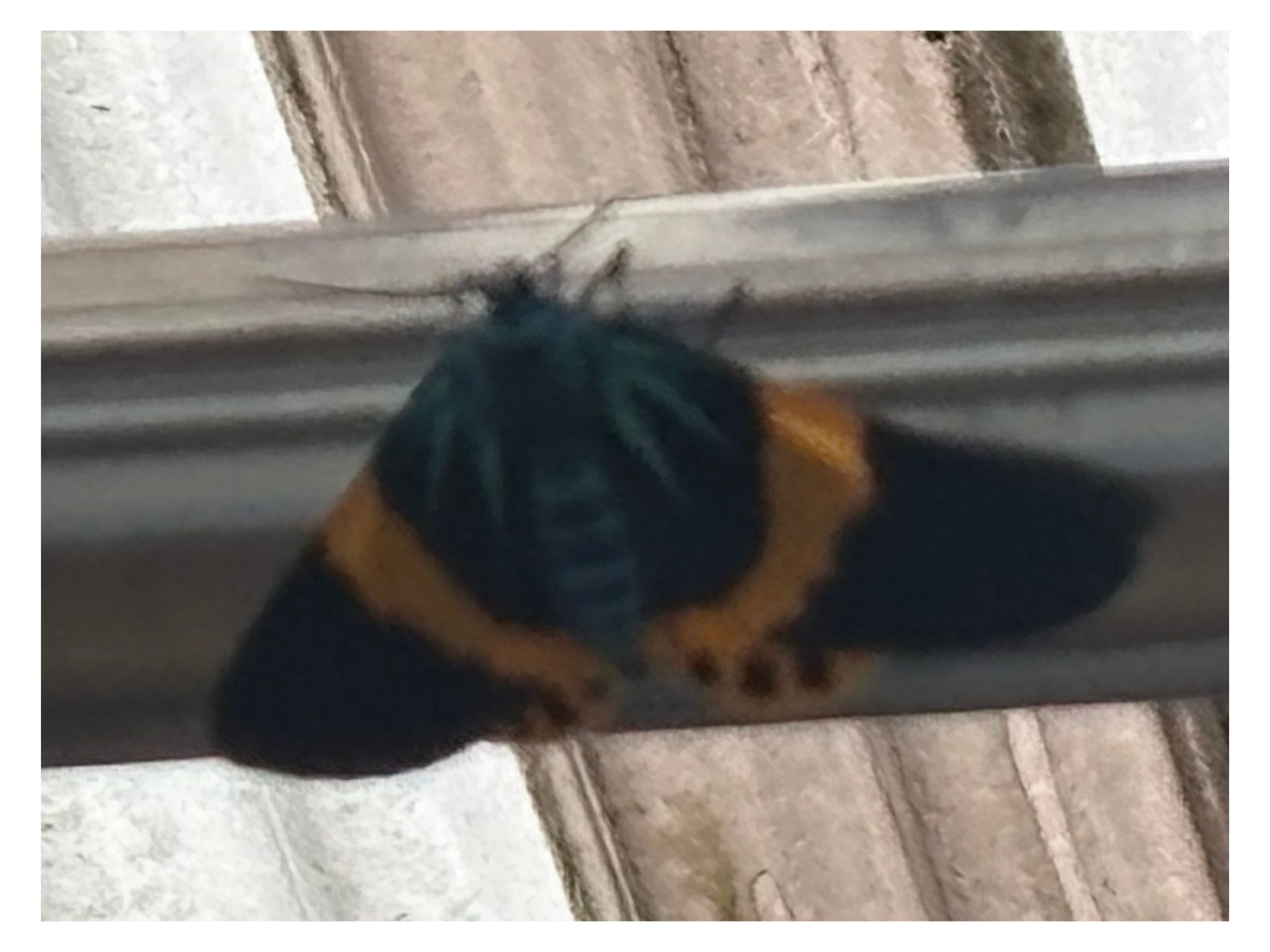 キオビエダシャクの成虫の写真
